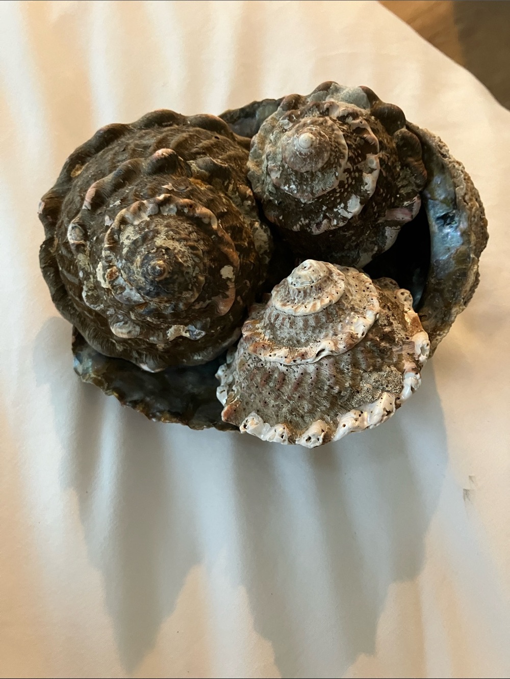 Three unique turban snail shells for coastal decor in a seashell holder